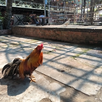 Nguyễn Thái Hưng