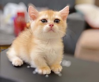 Meow Mel