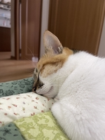 Thảo Chuyên Zen Living