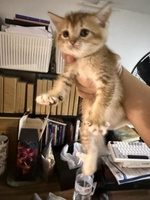 Hoàng Lê Chương