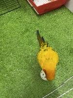 Nguyễn Xuân đạt 