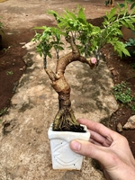 Ghiền Bonsai