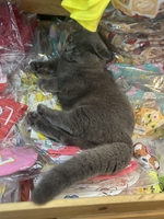 Naomi Pet Shop 