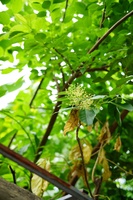 Quốc Huy