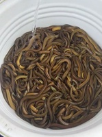 quang lâm