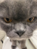 Phát