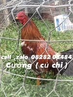 gà đá vip