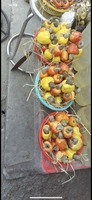 mai hồng đệ
