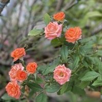 mỹ