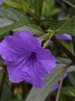 Phương Nam