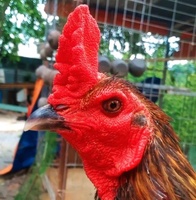 hải