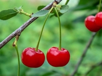 Đức