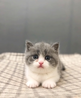 fb Nàng Cỏ Meow Shop