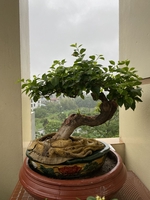 Bonsai Ulike