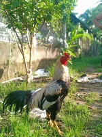 đam mê dẫn lối