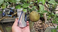 A Vỹ