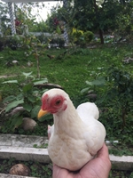 Trần Nhất Phi