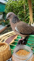 Nhật Huy chim cảnh