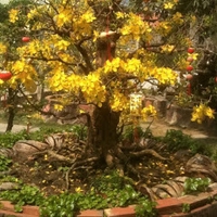 Châu Thanh Tiến