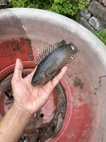 Tuấn