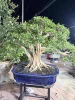 huỳnh duy