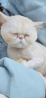Đồng Hồ 2hand Chính Hãng