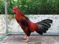 Nguyễn Chí