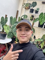An Nguyễn