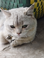 Long Ngạo Thiên