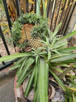 Nguyễn Tấn Lợi