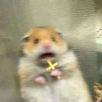 Hai Hai