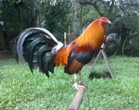 Gà Đá