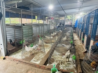 Chuyên Gà Nòi sanh sữa cho AE