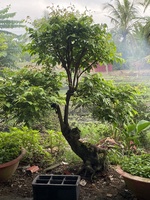 thuận trần