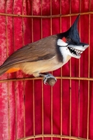 Đam mê chim cảnh