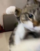 nnp
