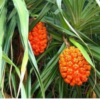Thanh Lý Đồ Mới