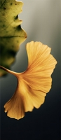  Khang
