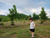 Van Truc