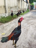 Tấn Tài