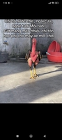 Lê văn báo