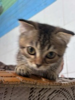 Bùi Đình Nhu