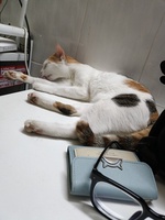 Nguyễn Minh Cảnh