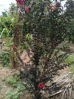 Duy nguyễn 