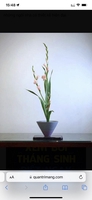 Bảo