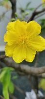 Đại Sơn