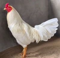 Mao Chao