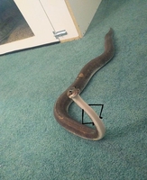 Lê Đài