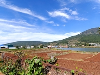 Thanh Ton 