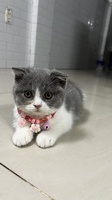 Hồng Ngọc
